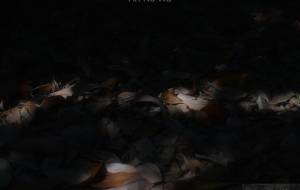 こもれび③ - 毛玉 