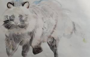 タヌキ - 決めかね子 