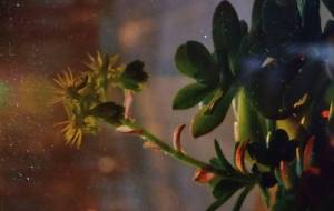 光の中で - エミリ 