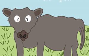 アメリカの牛 - アクター 