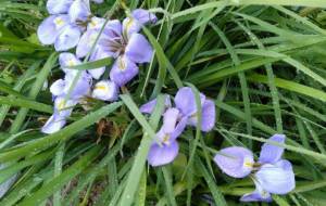 ありがとう私の命 - エミリ 