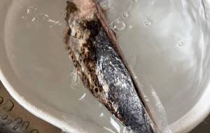 カツオのたたき - 笹谷正博