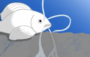 忍耐の鯉 - 魚金 