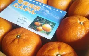 たんかん〜春の便り〜 - トイロ 