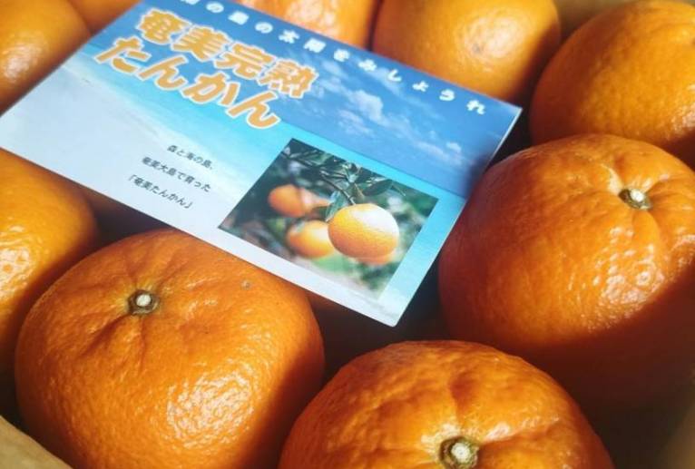 たんかん〜春の便り〜 - トイロ 