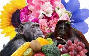 おさるさんとからふる - のんき　のこ 