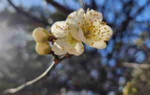 新しい風 - naomi 