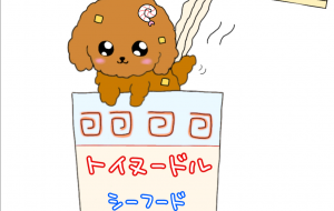 カップトイプードル - おだんご 