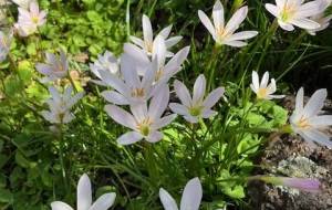 南半球のクロッカス - エミリ 