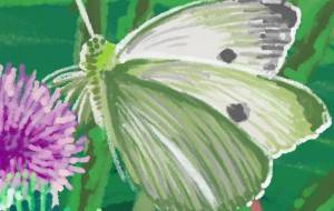 モンシロチョウ - Hagane 