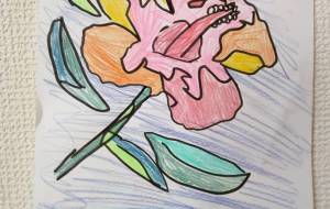 沖縄ハイビスカス - たいちゃん 