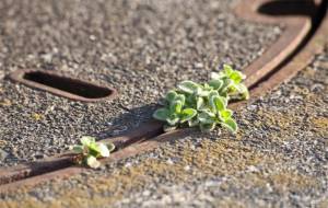 マンホールとオランダミミナグサ - おくや　まさき 