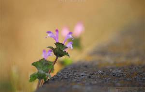 日陰のホトケノザ - おくや　まさき 
