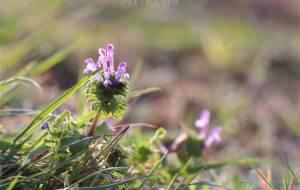 顔を出したホトケノザ - おくや　まさき 