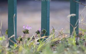 季節の交代(エノコログサからホトケノザ) - おくや まさき