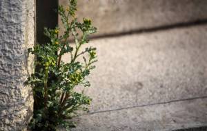 ノボロギクの待ちぼうけ - おくや　まさき 