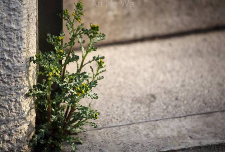 ノボロギクの待ちぼうけ