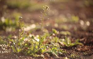 セピア色のナズナ - おくや　まさき 