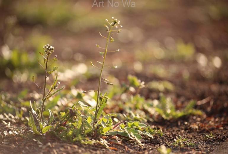 セピア色のナズナ