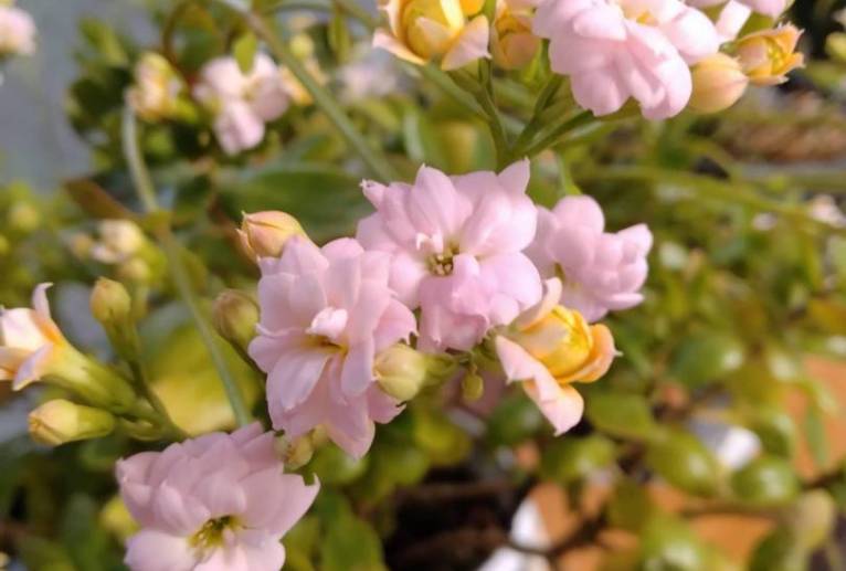 健気に咲いてくれた - エミリ 