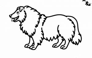 ラフ・コリー - シマハイエナ 