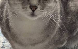 ペットは猫います。 - 飼い猫 