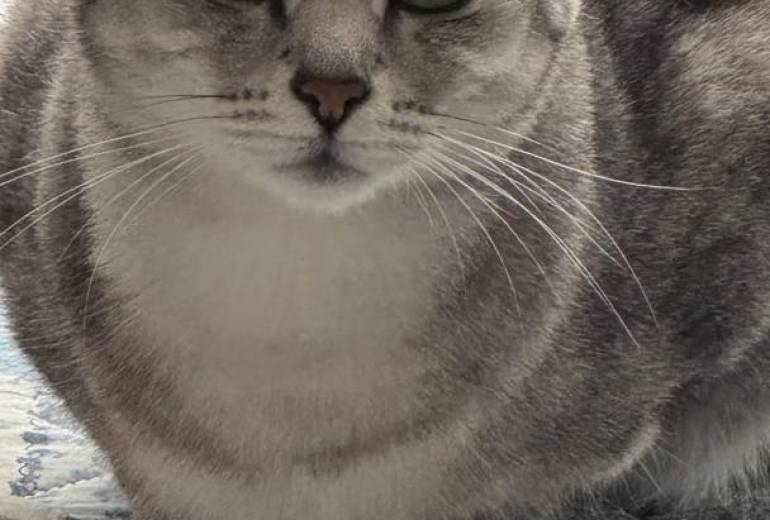 ペットは猫います。