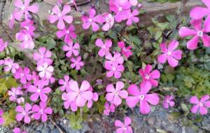 子供の頃は - エミリ 