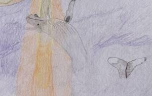 夕陽の中を泳ぐザトウクジラ - ユリアルメリア 