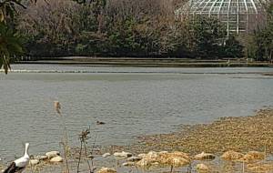 バードウォッチング　コウノトリ - しょーへい 