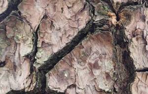 「くろまつ」 - naomi 