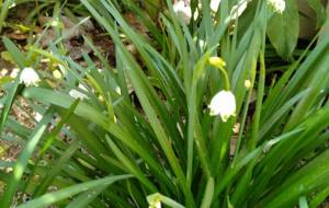 鈴蘭水仙 - エミリ 