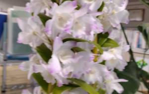 清少納言 - エミリ 