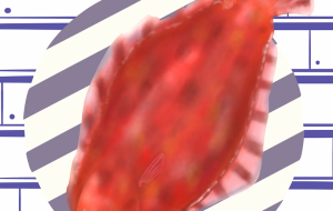 華麗なる一尾のカレイ？ - ゆめ大福 