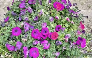 都市開発の傍ら、健気に咲く華 - もちみや 