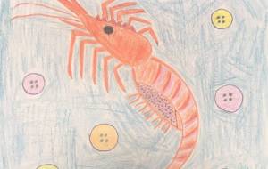 ボタンエビ - 住田ヒロンパ 