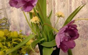 八重のチューリップ - エミリ 