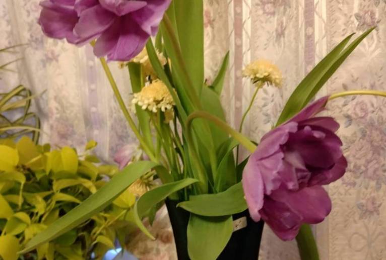 八重のチューリップ - エミリ 