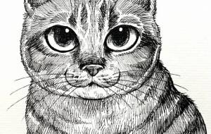 キジトラ猫の虎鉄 - Yukari 