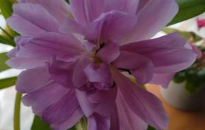 八重のチューリップ - エミリ 