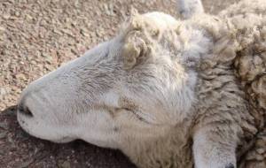 すやすや - るり 