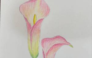 カラーの花 - 恵麻 