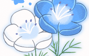 2色のネモフィラ - はなもも 