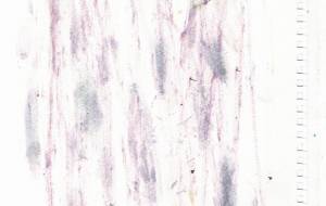 桜の花びらと - naomi 