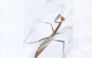 カマキリ - のの