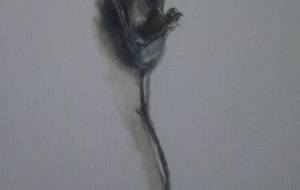 枯れ椿（春冬の終わり） - 真鍋哲地 