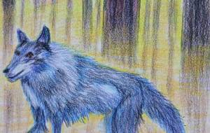 オオカミの住む森 - 小雪0219 