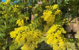 溢れるミモザ - はるえ 