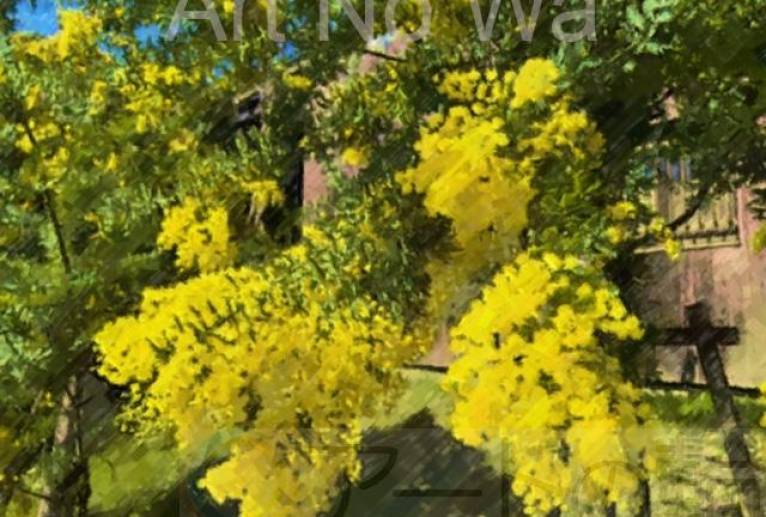 溢れるミモザ - はるえ 