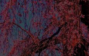 しだれざくら - 久保田　俊 